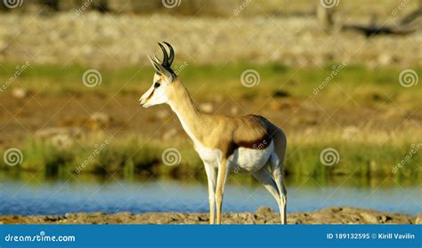 This Antelope is Prey for Predators. Stock Image - Image of animals ...