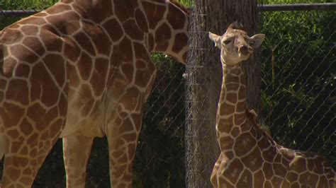 Fort Worth Zoo debuts baby giraffe with lowkey, surprise approach | kcentv.com
