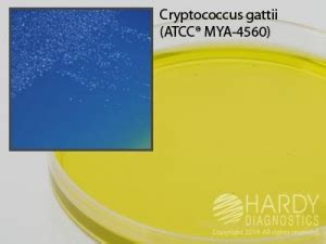 CGB Agar for Cryptococcus gattii | Medline Industries, Inc.