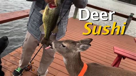 Take your Deer Fishing Day! - Mindovermetal English