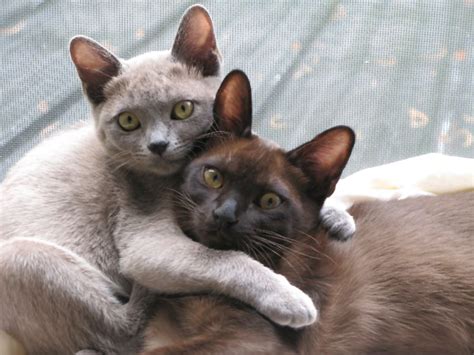 Burmese Jasper and Alaska | Burmese kittens, Cat breeds, Burmese cat