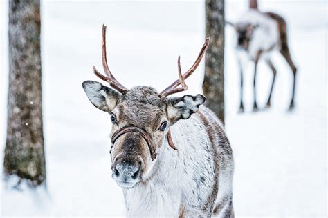 Comet Reindeer