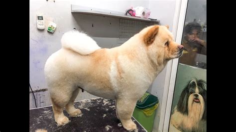 Cute Chow Chow dog | grooming chow chow's hair full - YouTube