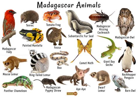 Madagascar Animals List, Habitats, and Pictures in 2024 | Madagascar ...