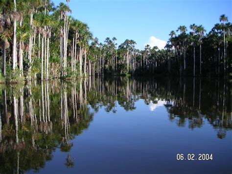 Sandoval Lake Lodge , Tambopata | Located deep in Peru's Tam… | Flickr