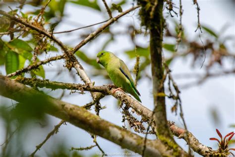 Mindo Birdwatching Tour (Birding Tour): All You Need to Know