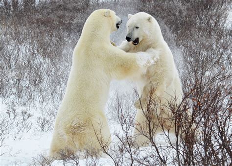 Churchill Polar Bears Workshop Gallery