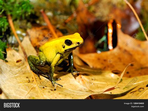 Colourful Yellow Frog Image & Photo (Free Trial) | Bigstock