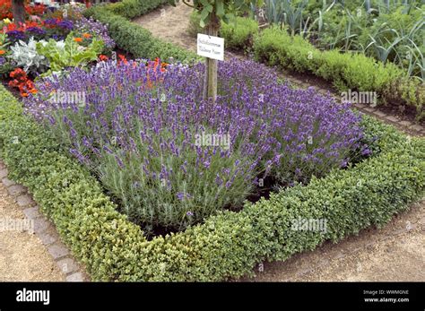 Lavender, flower bed, mixed bed Stock Photo - Alamy