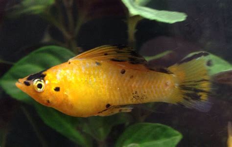 Balloon Molly Fish For Freshwater Aquariums | Pets Nurturing