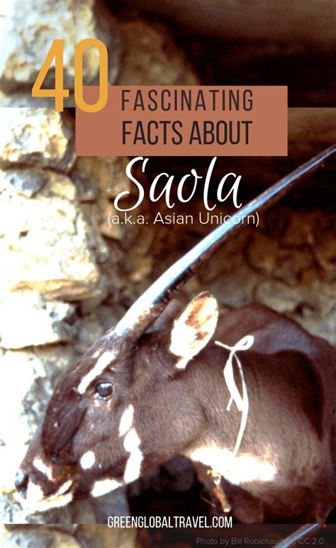 Saola - Asian Unicorn: Endangered Species Spotlight | Saola, Endangered ...