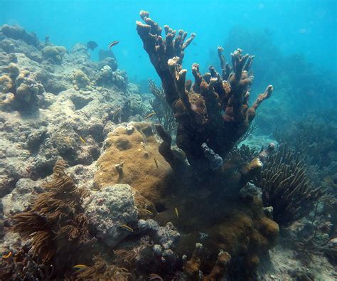 Snorkeling Looe Key Reef - It's Deep But Has Big Fish