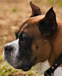 Boxer Dog Ear Cropping | Price | Age | Standards