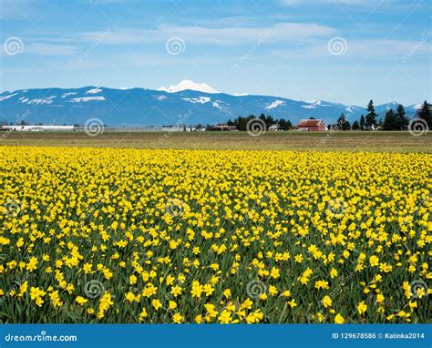 Blooming Daffodil Fields in Washington State Stock Photo - Image of ...