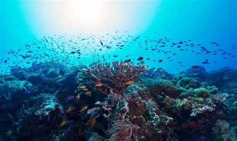 7 World-Class Diving Spots in Cebu