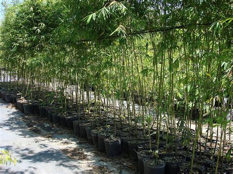 Tropical Bamboo Nursery & Gardens | plantANT.com