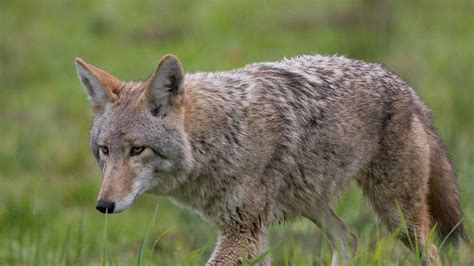 Coyote Spotted Roaming Central Park | Z100