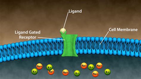 Types of Drug Receptors - YouTube