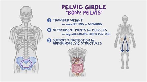 Muscles Of Pelvic Girdle