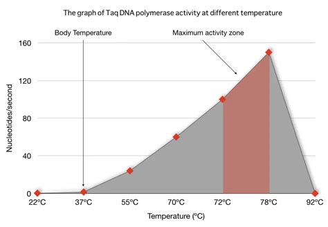 Function of taq DNA polymerase in PCR