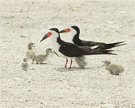 Coastal Bird Stewardship | Audubon Florida