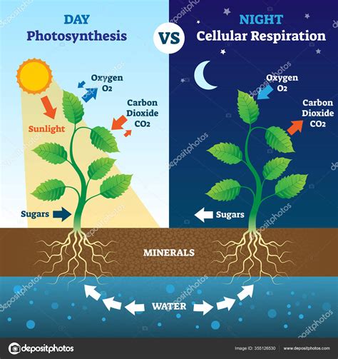 42 photosynthesis and cellular respiration comparison worksheet ...