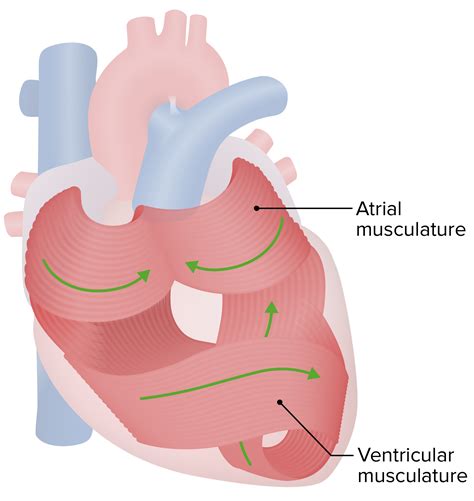 Heart Histology Atrium