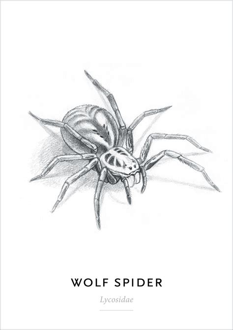 Wolf spider - Woflspin Lycosidae