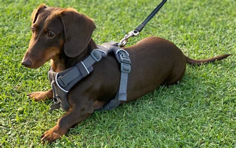 Best Dachshund Harnesses: Tips, Recommendations & Reviews