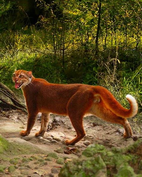 Borneo Bay Cat (Pardofelis badia) | Pretty animals, Unusual animals, Animals beautiful