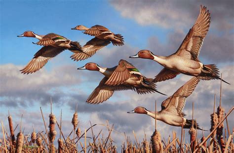 Ducks Unlimited Painting