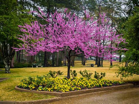 Forest Pansy Redbud Trees For Sale | The Tree Center™