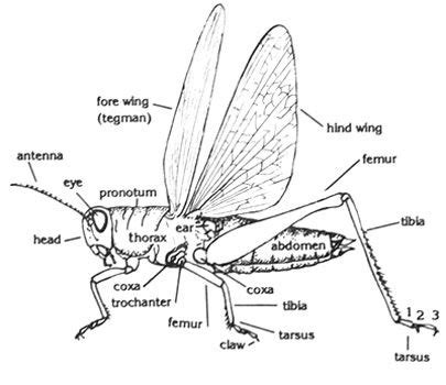 Locust Cross-section | Insect anatomy, Bugs, Insect art