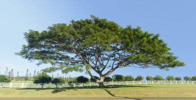 Cuidado de acacia koa: aprenda a cultivar árboles de acacia koa en el ...