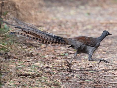 23 Birds That Look Like Peacocks - Sonoma Birding