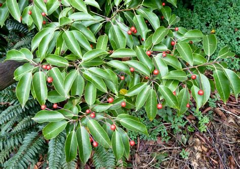 18 Species of Holly Trees and Shrubs