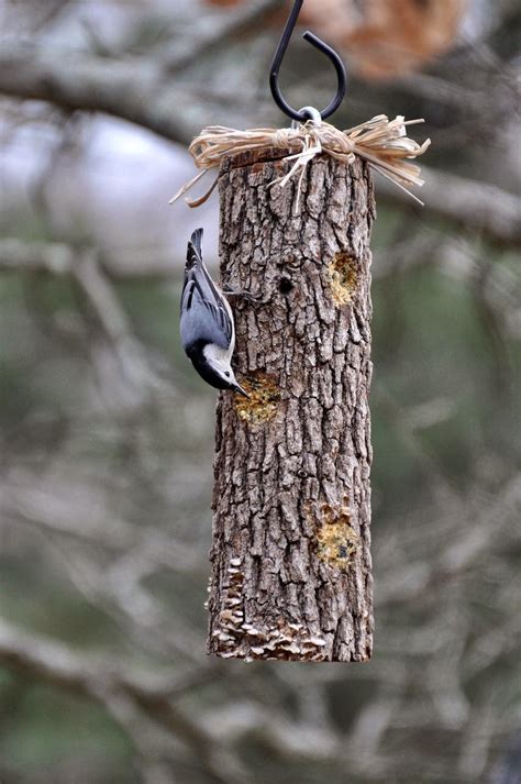 the garden-roof coop: DIY Suet Feeders