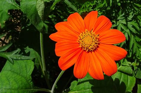 How to Grow Tithonia (Mexican Sunflowers) | Dengarden