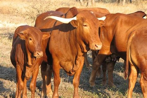 Afrikaner Cattle Breeders' Society of South Africa - Afrikaner ...