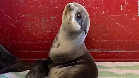 A baby seal was rescued from a California parking deck and immediately ...