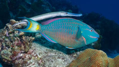 Trumpetfish hide behind other fish to hunt | Popular Science