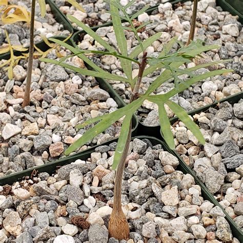 Bursera microphylla Elephant Tree – Planet Desert