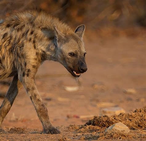 5 Interesting Facts about the Spotted Hyena | The spotted Hyena facts