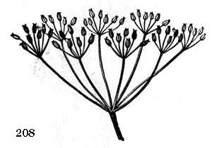 Botanical Terms: umbel, involucre