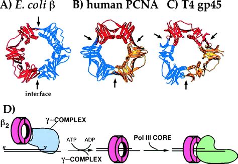 Interaction of the β sliding clamp with MutS, ligase, and DNA ...