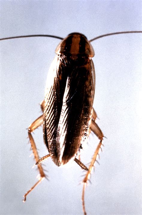 German Cockroach (Blattela germanica) - Vector Control Services