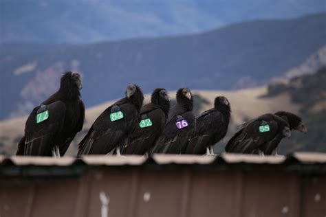 Era of the Condor: A Species' Future in Recovery | WILDLABS