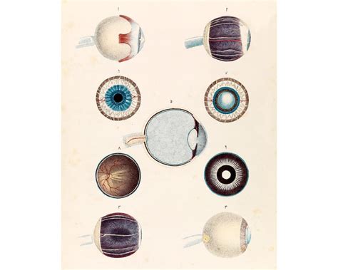 Vintage Eye Anatomy Chart, Antique Human Anatomy Art, Eyeballs Print ...