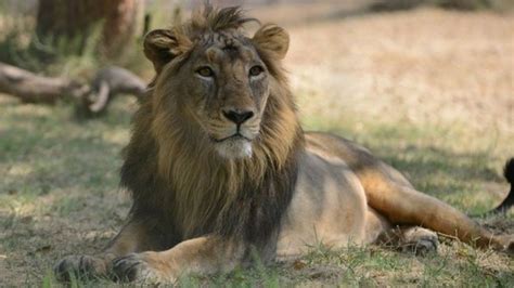 India's lion population sees 27% increase - BBC News