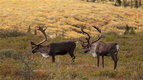 Historic partnership to protect 2M acres of caribou habitat | Watershed ...